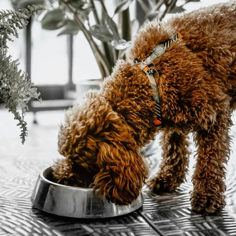 A brown, curly-haired dog wearing a harness and eating dehydrated dog food from a stainless steel bowl on a patterned surface