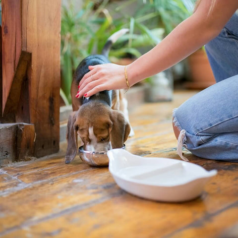 A beagle dog eating from a metal bowl on a wooden floor, while a person pets it, raising the question, How Much Should I Feed My Dog?