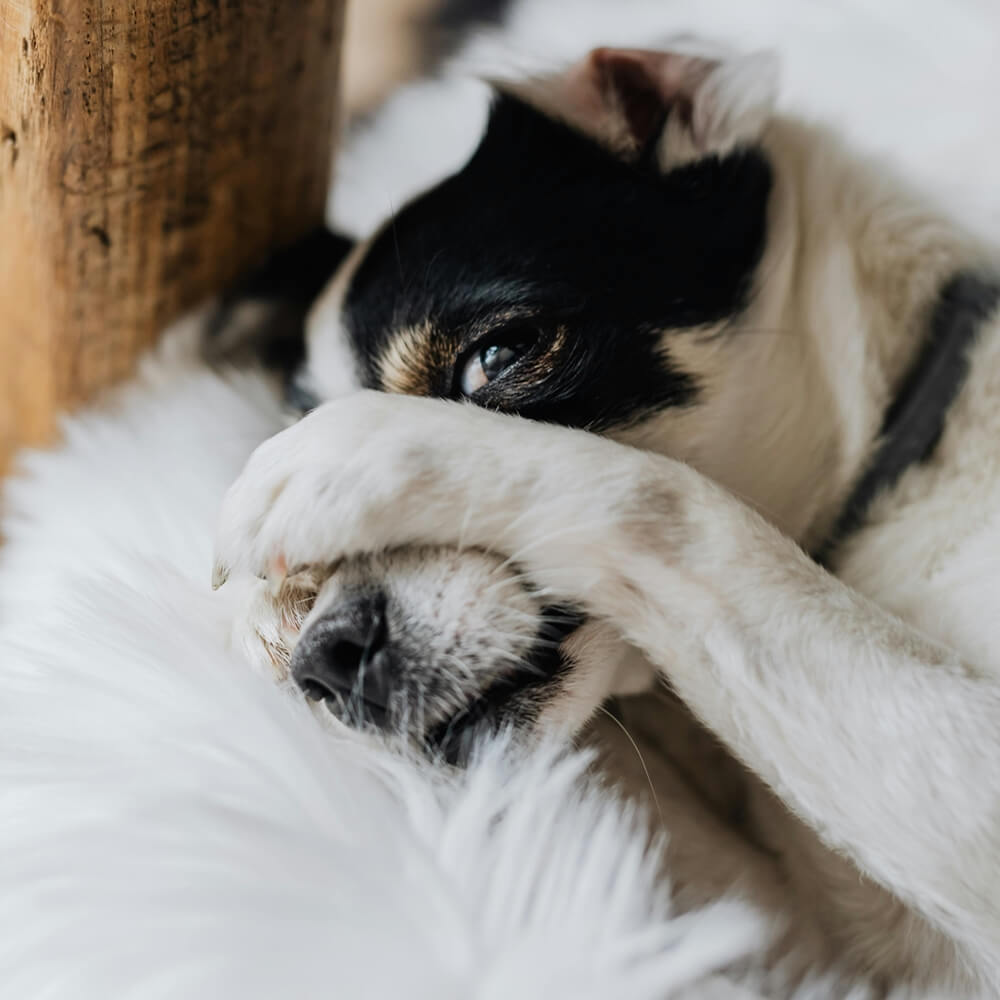 A black and white dog sitting happily, a perfect image for celebrating National Dog Day