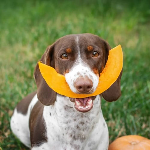 A charming brown and white spotted dog holding a crescent-shaped slice of pumpkin in its mouth, showcasing one of the many benefits of pumpkin for dogs