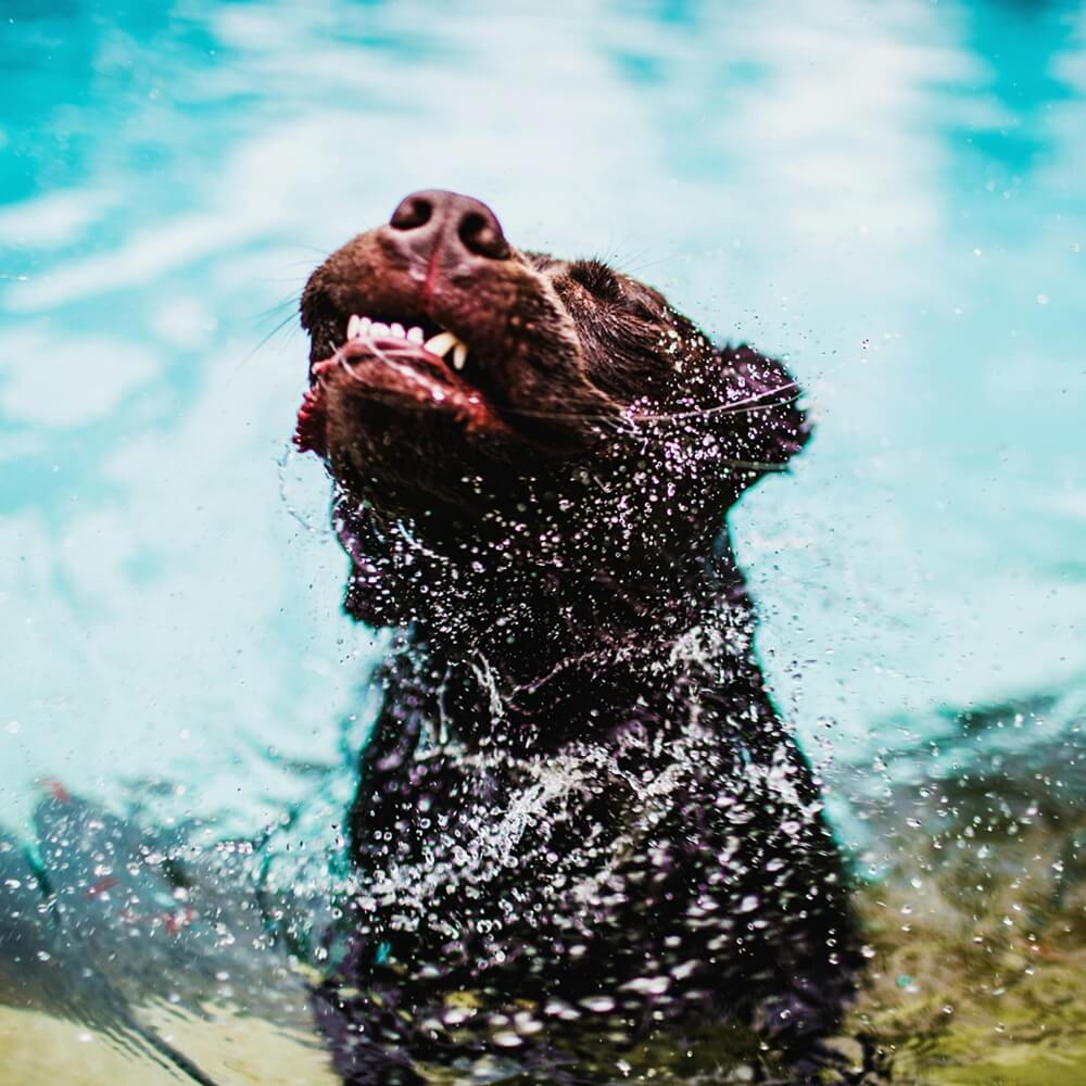 A chocolate Labrador Retriever shaking off water after a swim, a great example of tips for keeping your dog cool this summer