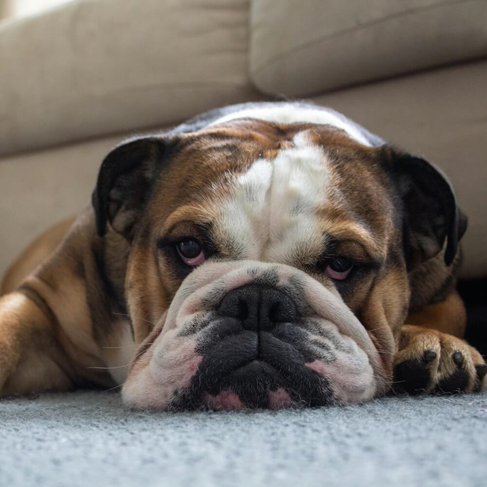 A close-up of a Bulldog's face as it rests on the floor, reminding owners to monitor their dog's weight to avoid a dog overweight issue