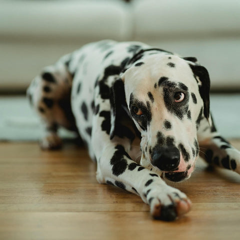 A close-up of a Dalmatian dog contentedly chewing on a rawhide chew