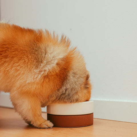 A close-up of a Pomeranian eagerly eating from its bowl, which can highlight the benefits of freeze-dried dog food as a nutritious option
