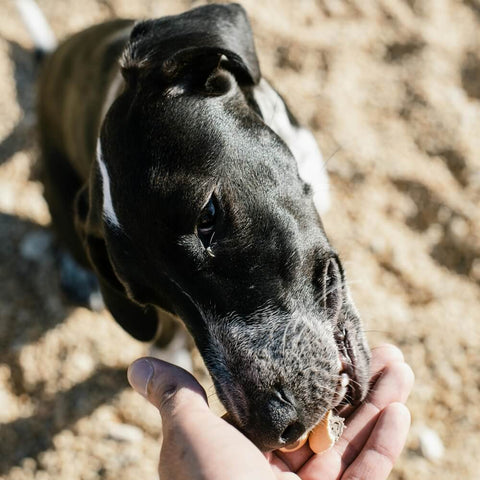 A close-up shot of a black and white puppy happily eating from a person's hand, illustrating the enjoyment of food during the transition from puppy to adult dog food
