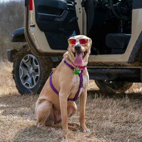 A cool dog wearing red sunglasses, sitting in front of an off-road vehicle, suggesting fun summer activities to do with your dog