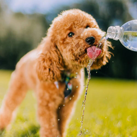 A cute Toy Poodle or Miniature Poodle lapping up water, illustrating how to prevent dehydration in dogs by providing fresh water