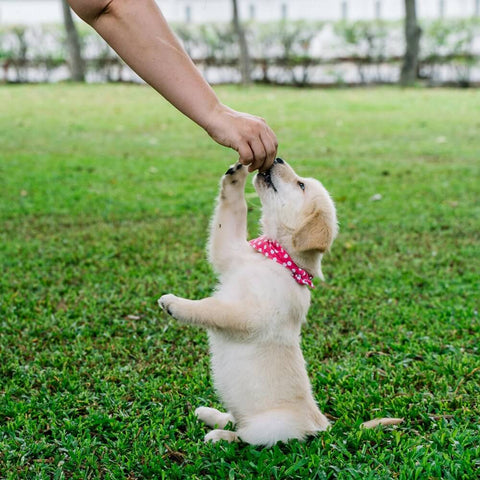 "How Often Should I Feed My Puppy?" A cute puppy with a pink polka-dot collar reaching for a natural treat
