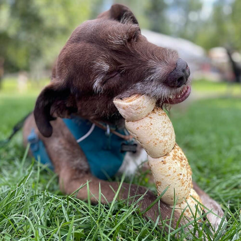 A dog chewing on a beef cheek roll, confirming that beef cheek rolls are safe for dog