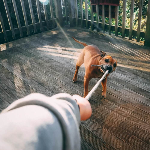 A dog enjoying a game of tug-of-war with its owner