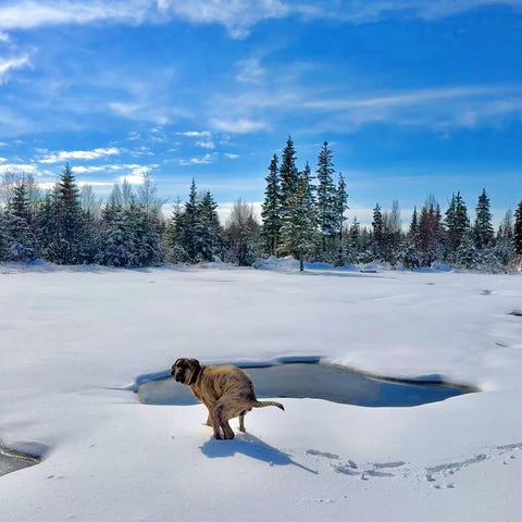 A dog is caught mid-squat doing its business, the dog's poop is healthy, and the setting is a sunny