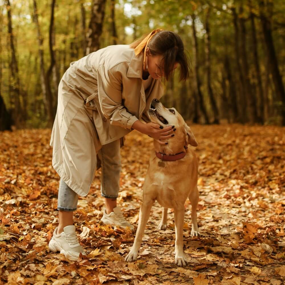 A dog owner kneels and pets a dog with a red collar in a forest filled with autumn leaves, a season where autumn affects dog's appetite