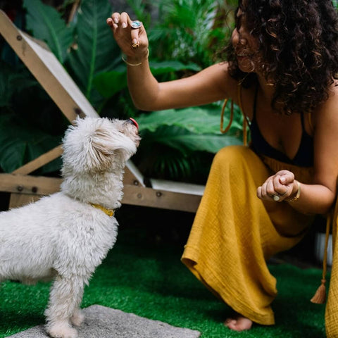 A dog owner offering freeze-dried treats to her dog, prompting the question, Are freeze-dried dog treats healthy?