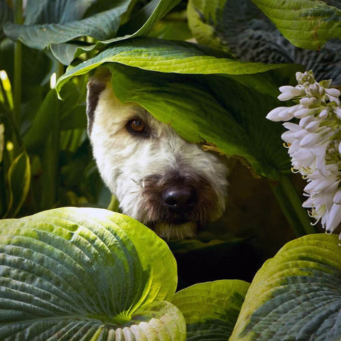 A dog peeking out from a lush green garden, surrounded by leaves and flowers
