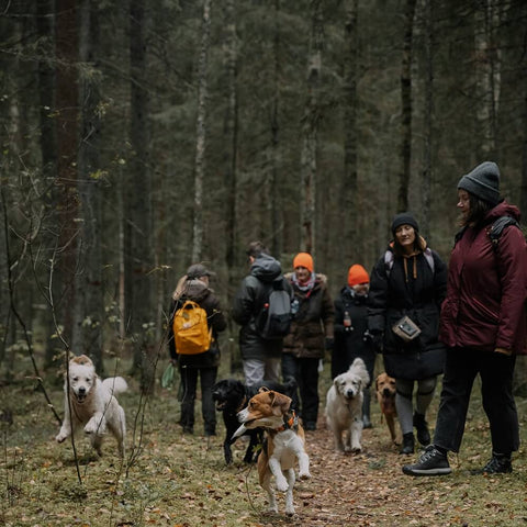 A group of people walking their dogs, including a golden retriever and a small terrier, highlighting the health benefits of walking your dog