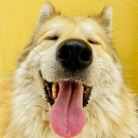 A happy dog with its tongue out, suggesting good health which supports the Dog’s Immunity