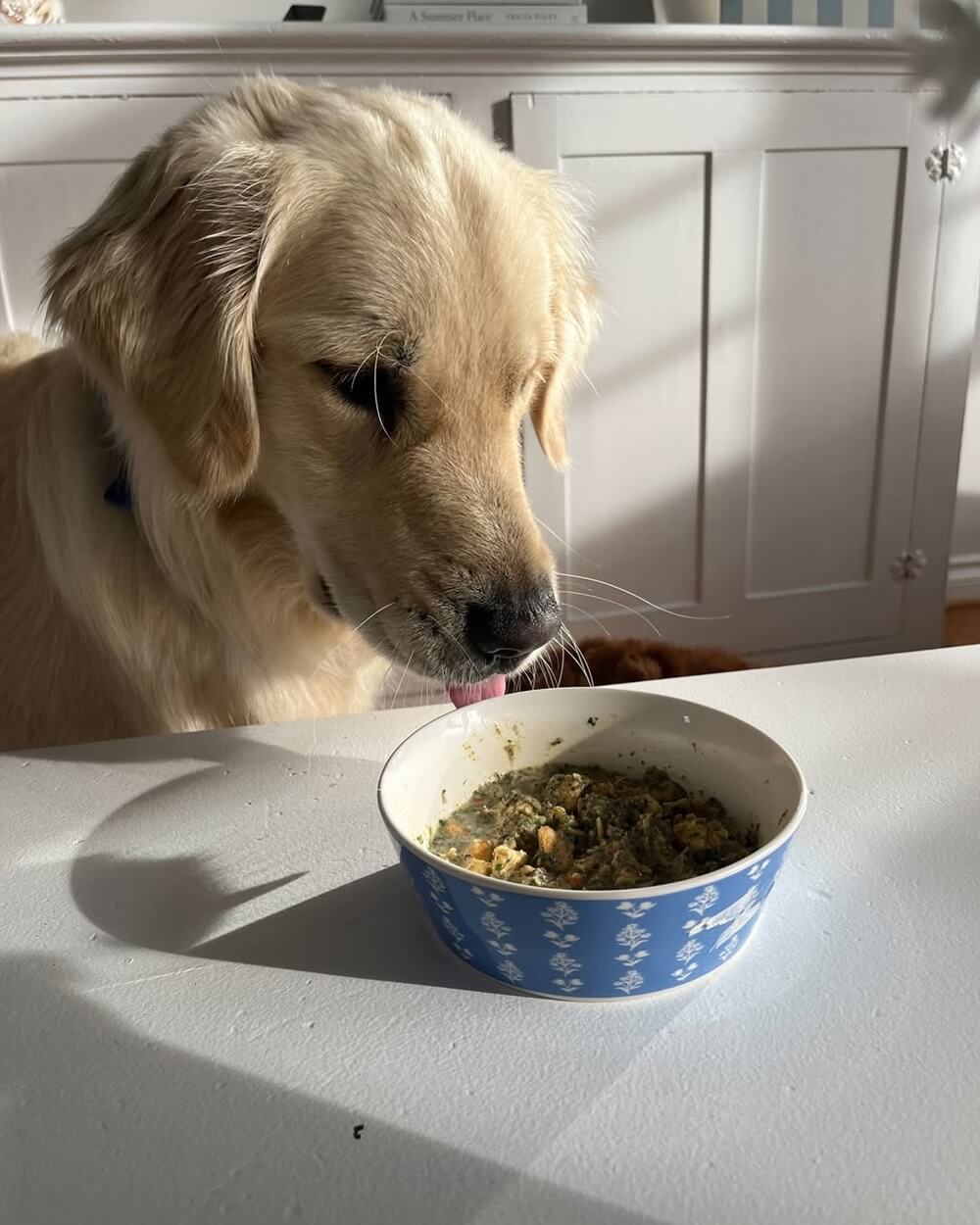 A light-colored Golden Retriever looks at a bowl of PetMix dog food on a white table with its tongue slightly out, texture matters for a dog’s diet