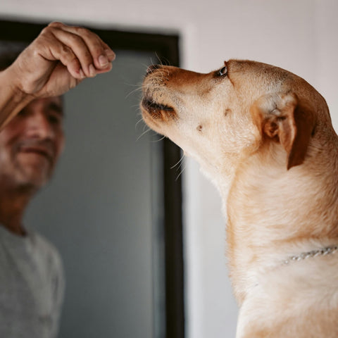 A man offering a treat to a dog, illustrating mental stimulation ideas for dogs.