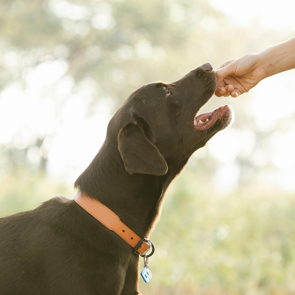 A person's hand gives probiotics for dogs to a brown Labrador Retriever wearing an orange collar with a tag