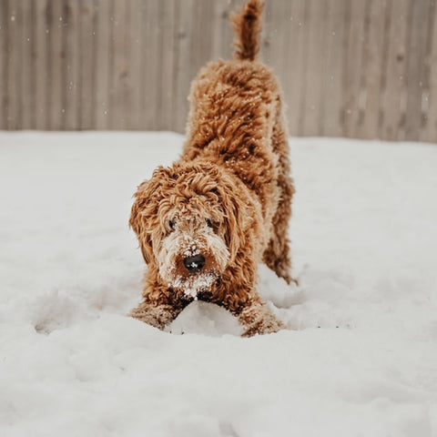 A playful dog enjoying the snow on a winter day, highlighting the importance of caring for your dog in winter