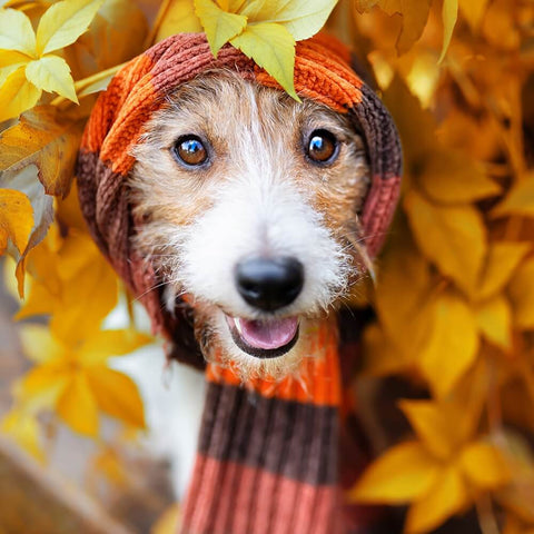 A small, terrier-type dog with peeks out from behind golden autumn leaves, a cute image to promote how to boost your dog’s immune system this autumn