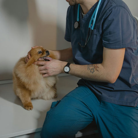 A veterinarian checking a small dog's health, highlighting the importance of a healthy diet for a dog's heart health