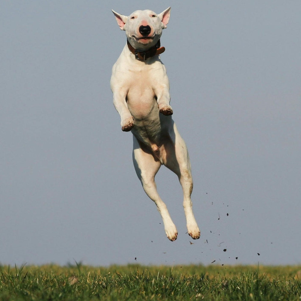 A white Bull Terrier dog with a happy expression jumping high above a grassy field