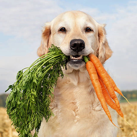 A Golden Retriever dog happily holding a bunch of carrots in its mouth, highlighting why your dog’s micronutrients should be chemical-Free