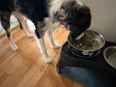Feeding Time Is a Values Test. The Bowl Doesn’t Lie.