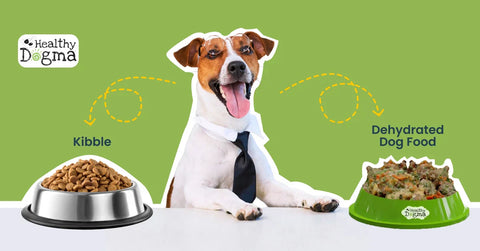 A Jack Russell Terrier wearing glasses and a tie sits between a bowl of standard kibble and a bowl of fresh Healthy Dogma dehydrated dog food, illustrating the visual differences between the two feeding formats.