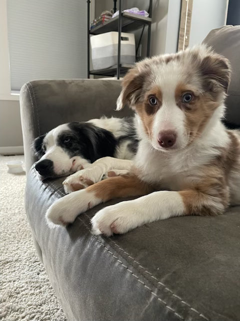 Your Dog Isn’t Just a Dog. They’re Your Mental Health Teammate.