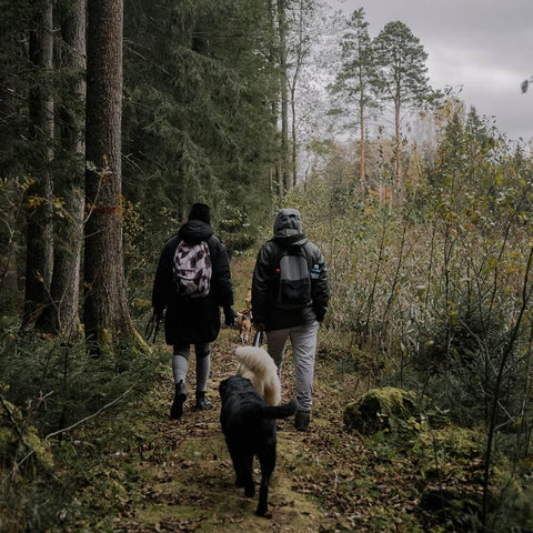 Springtime adventure A couple and their dogs exploring a vibrant green forest