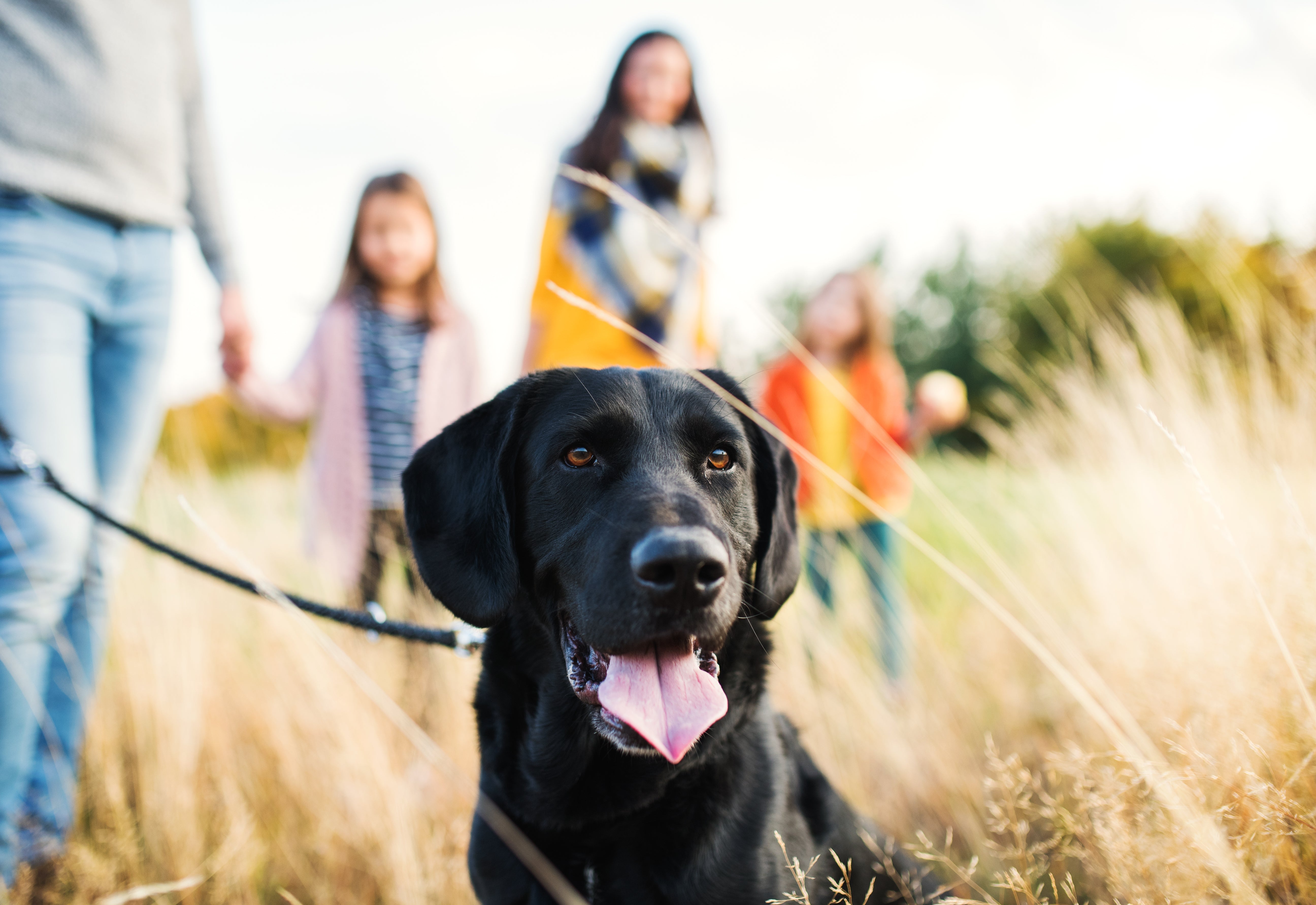 What's AAFCO, & What Does It Have to Do with Your Dog’s Bowl?