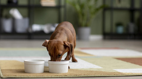 A Dachshund dog eating from two white bowls on a colorful rug, showcasing the benefits of rotating proteins for dogs