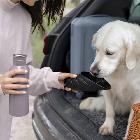 dog hydration tips, close-up of a dog owner giving her Labrador water