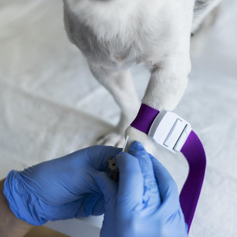 A veterinarian's hand attaches a blood glucose monitoring device to a dog's leg to manage its pet diabetes