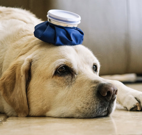 The Dirty Dozen – 12 Dog Food Ingredients to Avoid