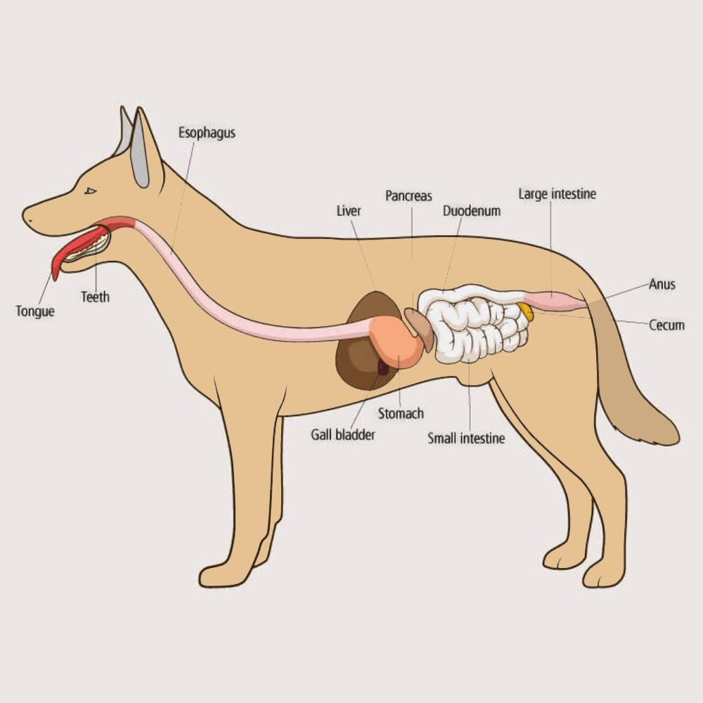Illustration of the dog anatomy and the Immune System in Dogs