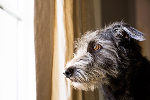 Why Dogs Age Faster Than We Think (And What That Means for Feeding)