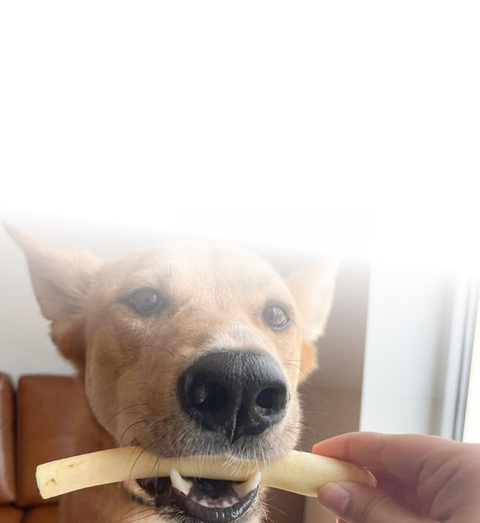 Bones & Chews