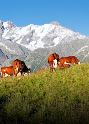 Grass Fed Beef
