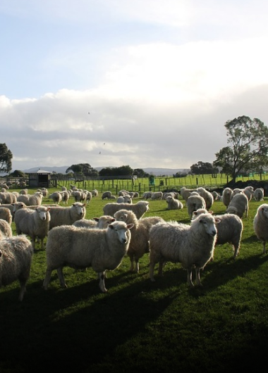 Humane Lamb Farms