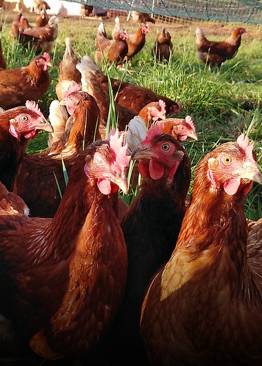 Cage Free Chicken