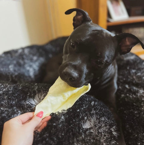 Plain Lamb Ear