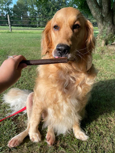 Dental Sticks